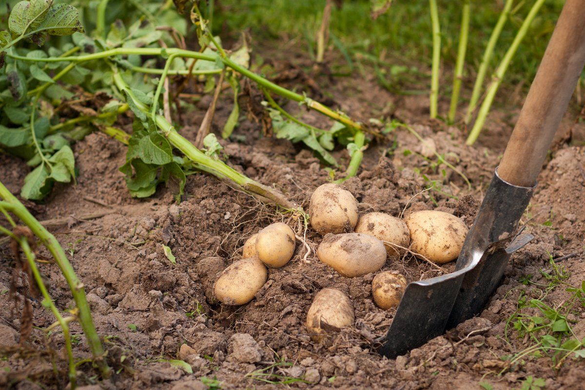 Що означає, якщо сниться картопля на городі