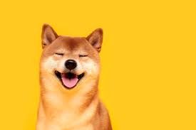 Когда была создана и какие имеет перспективы Dogecoin криптовалюта?