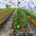 купить теплицу с капельным поливом