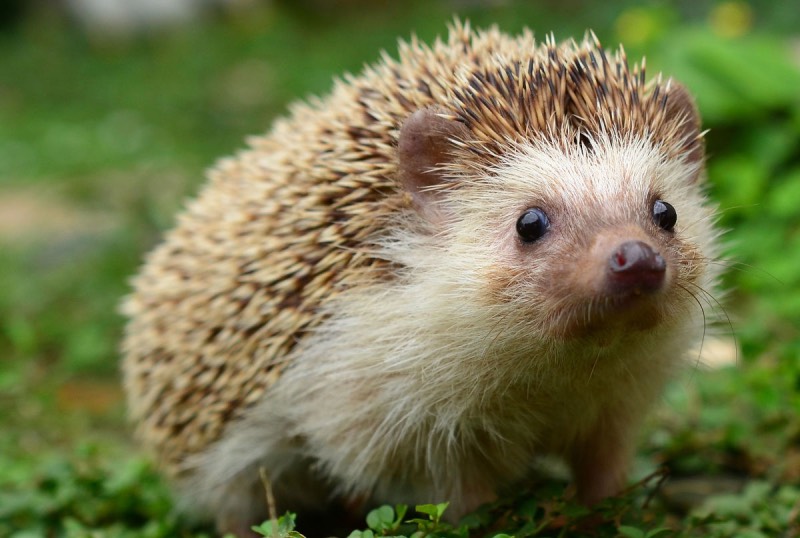 30 цікавих фактів про їжаків