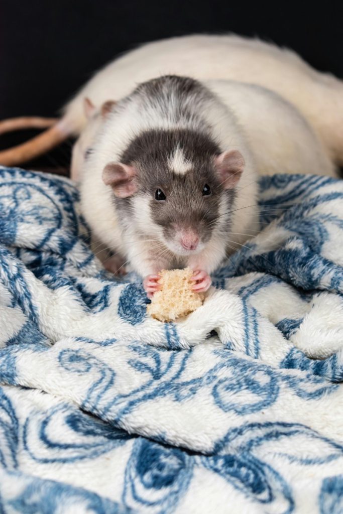 Домашній щур із біло-сірим забарвленням на ковдрі, тримає шматочок хліба перед собою.