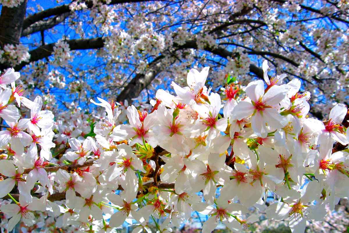 До чого сниться цвіт дерев і кущів: значення за сонником