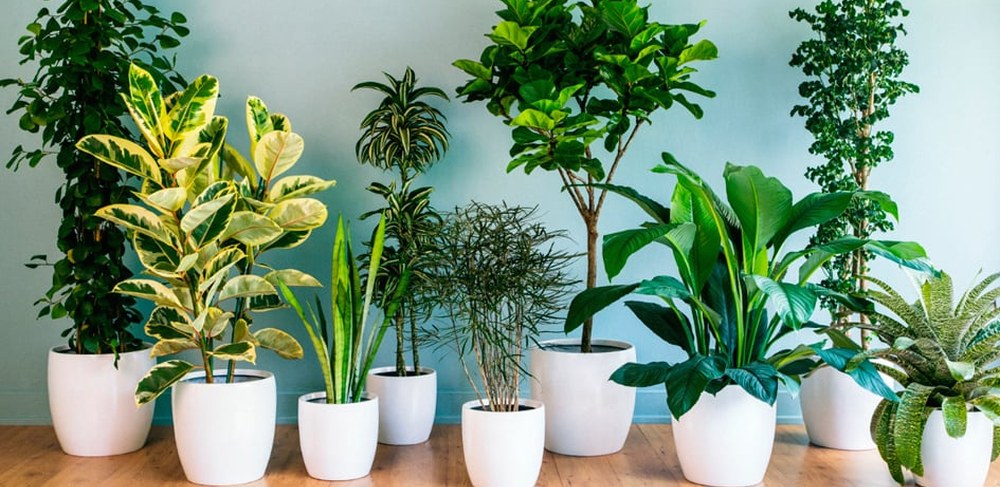 Домашні рослини, за якими легко доглядати