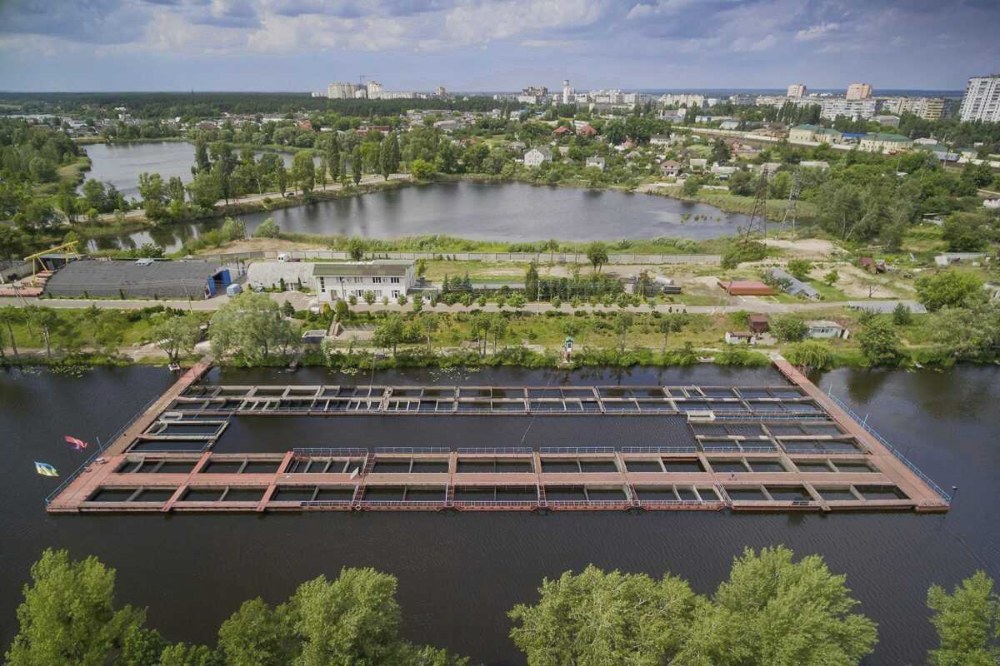 Осетрова ферма – як вирощують “королівську рибу” і чому це варто побачити на власні очі