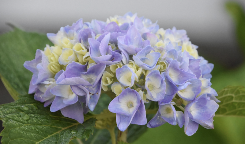 Що посадити поруч із гортензією: 10 ідей та варіантів